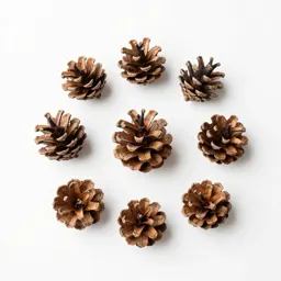 Pine cone