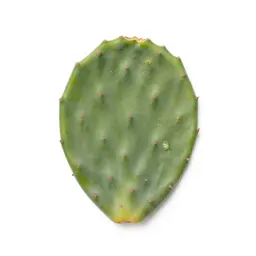Prickly pear pad