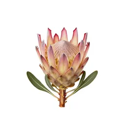 Protea flower