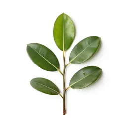 Rubber plant