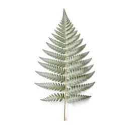 Silver fern frond