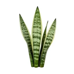 Snake plant