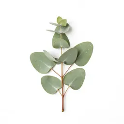 Sprig of eucalyptus