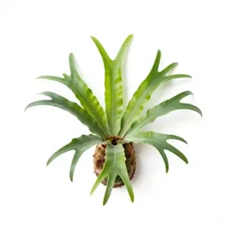 Staghorn fern mounted