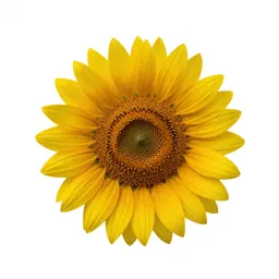 Sunflower head