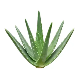 Aloe vera rosette