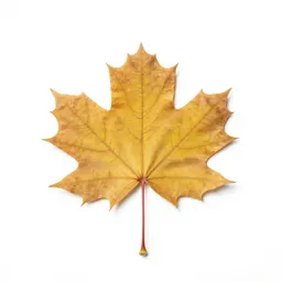 Autumn maple branch