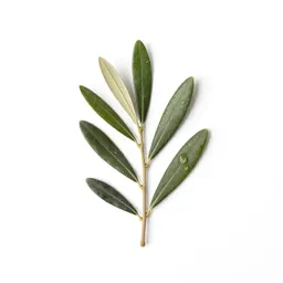 Olive branch