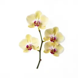 Orchid with arching stems