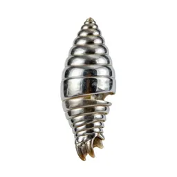 Fossil trilobite
