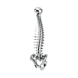Spine anatomical model