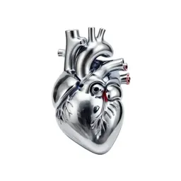 Anatomical heart model