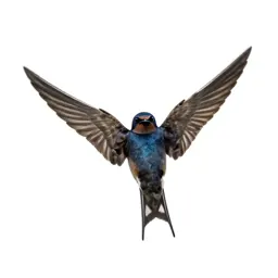 Barn swallow in flight