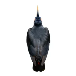 Bird of paradise displaying