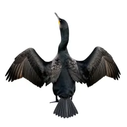 Cormorant drying its wings