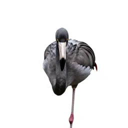 Flamingo on one leg