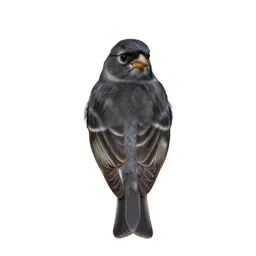 Goldfinch