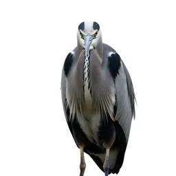 Heron standing still