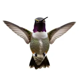 Hummingbird at a flower