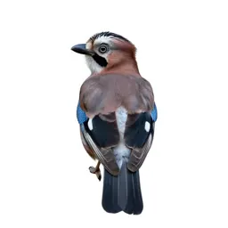 Jay with acorn