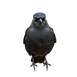 Kingbird