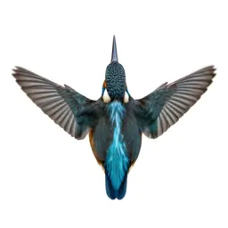 Kingfisher hovering