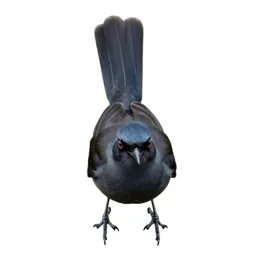Lyrebird with its tail arched