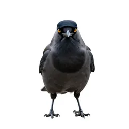 Magpie