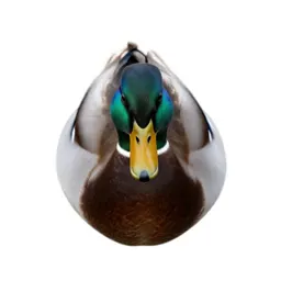 Mallard duck