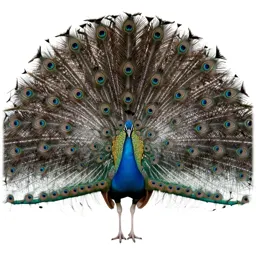 Peacock displaying