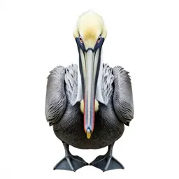 Pelican with its pouch full