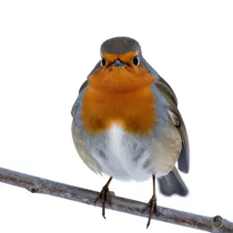 Robin on a frosted branch