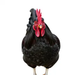 Rooster crowing