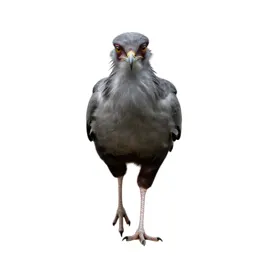 Secretary bird striding