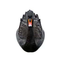Swan gliding