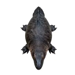 Dunkleosteus