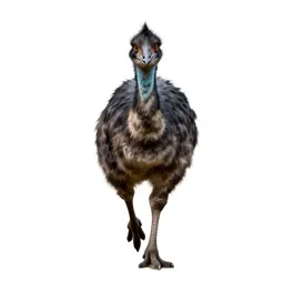 Gallimimus running