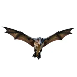 Pteranodon gliding