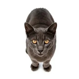 Sabre-toothed cat