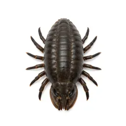 Trilobite on the seafloor