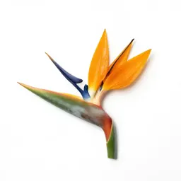 Bird of paradise flower
