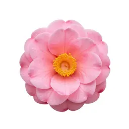 Camellia bloom
