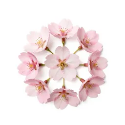Cherry blossom cluster