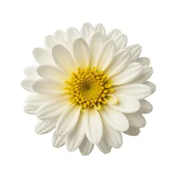 Chrysanthemum