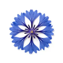 Cornflower