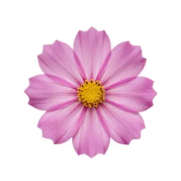Cosmos flower