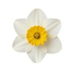 Daffodil