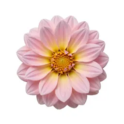 Dahlia with tight petals