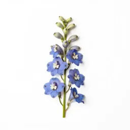 Delphinium stem