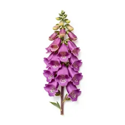 Foxglove spire